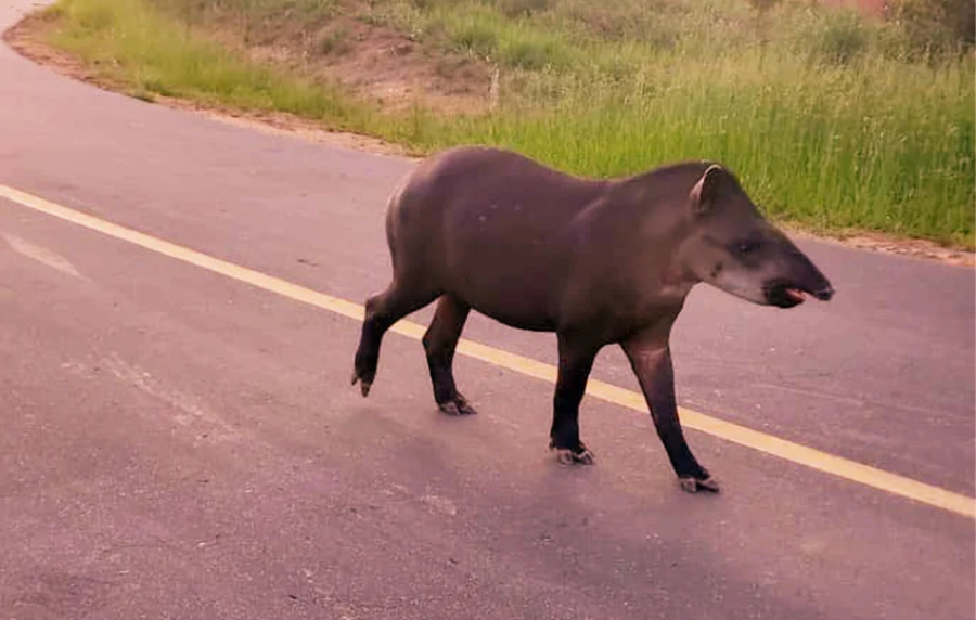 Anta é flagrada circulando em bairro de Cruzeiro do Sul; veja vídeo